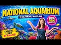 The National Aquarium Baltimore Maryland Virtual Field Trip Brain Break INSPIRE
