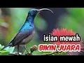 Download Lagu Masteran Sogok Ontong Gacor Nembak Sepatan – Paling Dicari Saat Ini