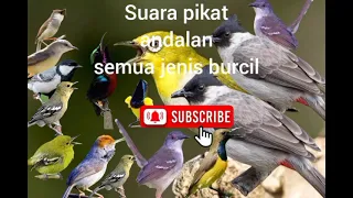 Download suara pikat andalan jitu Burcil,#konin#wiceh#kutilangpikat #pleci MP3