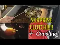 SURPRISE CLUTCH Pulling Ball Python Eggs for the First Time Banana X Enchi