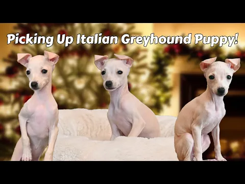 Picking Up our New Italian Greyhound Puppy