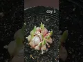 Lagu time lapse , garlic growing in soil for 10 days , PART 2 IN THE CHANNEL