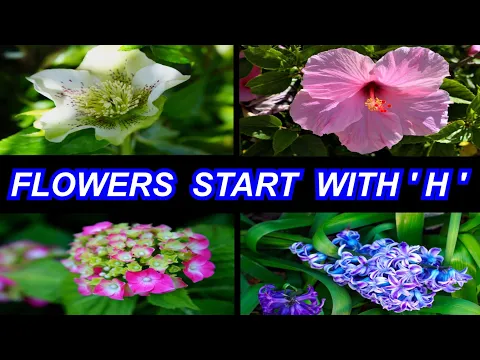 Download MP3 Most Beautiful Flowers 🌼🌻🌸 Start With \