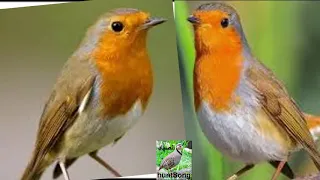 صوت ابو الحناء الاوربي صوت 5 