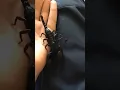 Download Lagu Stroking a Scorpion?! Handling an Asian Forest Scorpion (called fluffy) (of course)
