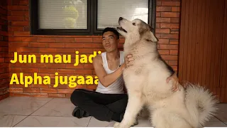 JUN mau jadi alpha juga!