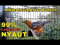 Download Lagu MERANGSANG IKUT BUNYI Anis Merah INI Ampuh Dijadikan Terapi Dan Pancingan Biar Gacor | HW ANIS MERAH