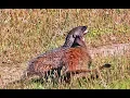 Mongoose fight Sacarrabos Mangusto Herpestes ichneumon Meloncillo