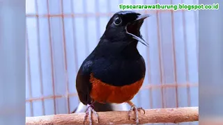 terapi plus masteran untuk burung murai batu biar gacor