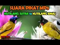 Download Lagu suara pikat kutilang sutra vs kutilang emas