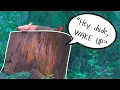 Download Lagu What are these forgotten stumps telling us?