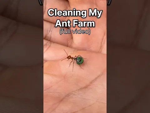 Cleaning My Ant Farm (FULL VIDEO)