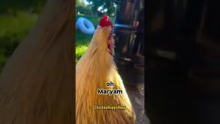 ديك عم يقول مريم  دندنها