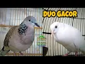 Download Lagu DUO GACOR.. ‼️ SUARA BURUNG DERKUKUR SAMA PUTER PUTIH MATA MERAH KEDUANYA MERDU ADEM BIKIN NYAMAN
