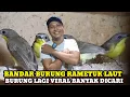 BANDAR BURUNG RAMETUK LAUT!!CEK HARGA BURUNG DIKIOS MANTO PASAR BURUNG PRAMUKA TERBARU HARI INI