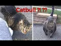 Catbull Funniest Animals Complations - Funny Pet Animals s