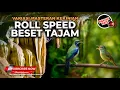 Lagu 🔴Live Roll Speed Tajam Cucak Cungkok Super Gacor Isian Jenggot Kunti vs Kolibri Manggar Betina Gacor