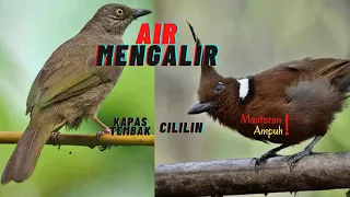 masteran cililin dan kapas tembak jernih