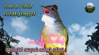 suara pikat cucak jenggot suarapikatcucakjenggot