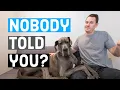 Things NOBODY tells you about owning a Great Dane Great Dane Care