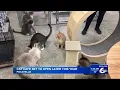 A Cat Cafe is coming to Pocatello