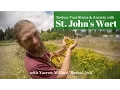 St John s Wort Medicine for the People w Herbalist Yarrow Willard Harmonic Arts