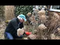 Pruning Hydrangea arborescens Annabelle with Adrian Bloom