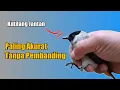 Download Lagu CIRI-CIRI KUTILANG JANTAN || Paling Akurat Tanpa Pembanding‼️