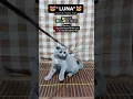 Download Lagu BURONAN ADOPTER‼️Scootish double Fold Blue 😻♥️#cats #shorts #fypシ #bsh
