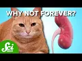 Can Cats Live Twice As Long