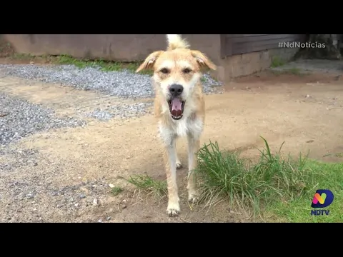 Moradores das praias de Balneário Camboriú reclamam do abandono de animais nas ruas