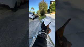 #fyp #dream #pets #doberman #vlog