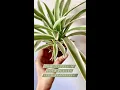 Download Lagu Do your plants need #repotting? | When to repot houseplants | Repotting Houseplants | Plantiistry