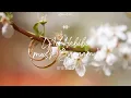 Download Lagu 📀 La (Habibi Mush Banaam) | Dystinct