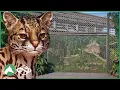 Building the OCELOT Habitat in the Elm Hill City Zoo Planet Zoo