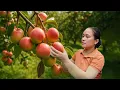 Download Lagu Harvesting 100 Kg of Peaches from Ly Thi Ca’s Garden and Bringing Them to the Market for Sale