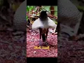 Download Lagu Birds zaouli dance |birds follow zaouli | haha | #viral #trending #shorts #new #video# youtubeshorts
