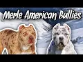 What makes the MERLE American Bully Unique Designer Dog