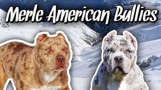 What makes the MERLE American Bully Unique Designer Dog