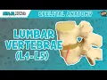 Lumbar Vertebrae L1-L5 Anatomy