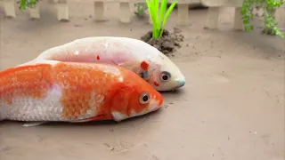 Sneaky Eels, Grumpy Crabs & Lost Koi – Welcome to the Mud Chronicles! | Koi Fish Stop Motion