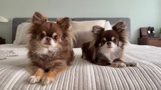 Lou and Nala Playtime (+ Life Updates)