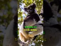 Download Lagu Meet the Indri: The Largest and Loudest Lemur in Madagascar #shorts