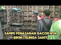 Download Lagu SAMPE PENASARAN GACOR NYA BIKIN TELINGA SAKIT 