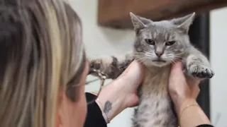mon chat a un tonnant pouvoir magique