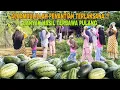 Download Lagu AKHIRNYA TERBAWA PULANG..!! PANENAN BESAR BUAH TERKENAL SEDUNIA