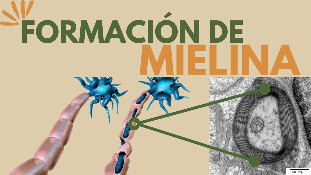 Producción y función de la mielina con SinapsisMx