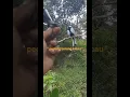 Download Lagu Hasil mikat gelatik di hutan #shorts #gelatikbatumudagacor #video