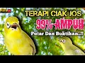 Download Lagu CIAK CIAK JOSS KECIAL KUNING AMPUH||PANCINGAN KECIAL MALAS BUNYI||