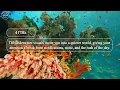 417 Hz • Morning Cortisol Flush 🐬 Dissolve Stress with Ocean Sounds | Meditation Music